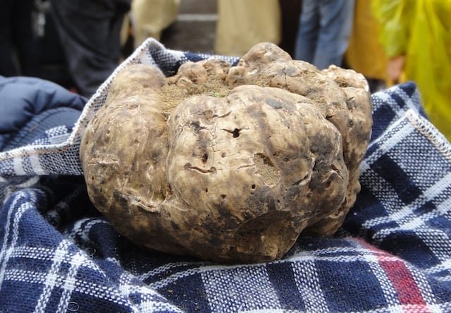 Prize-winning white truffle at the Sant'Agata festival