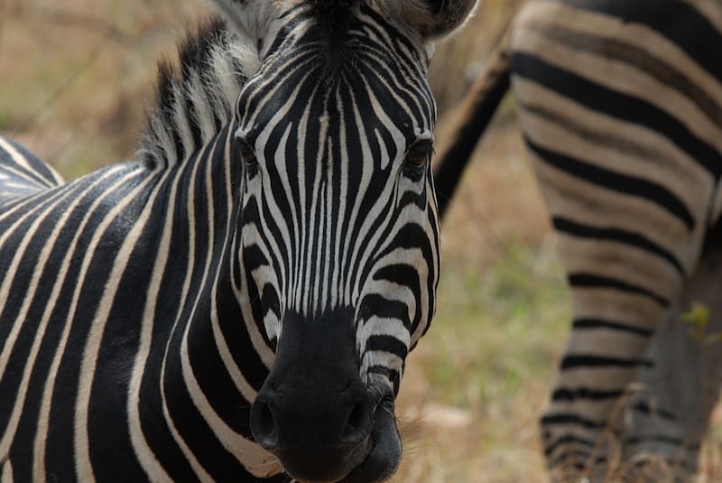 Adventurers on safari might encounter a watchful zebra like this one.