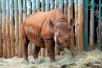 Rhinoceros bred at the David Sheldrick Wildlife Orphanage in Nairobi
