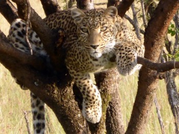 Leopard in a treetop in the Masi Mara