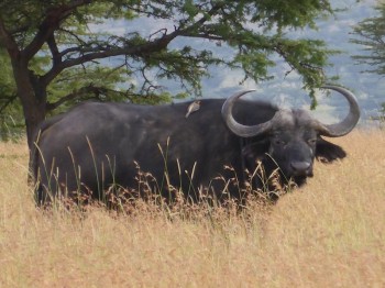 African Cape Buffalo