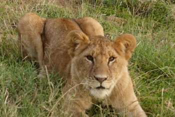 Lion in Masai Mara