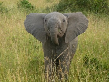 Baby Elephant in Masai Mara