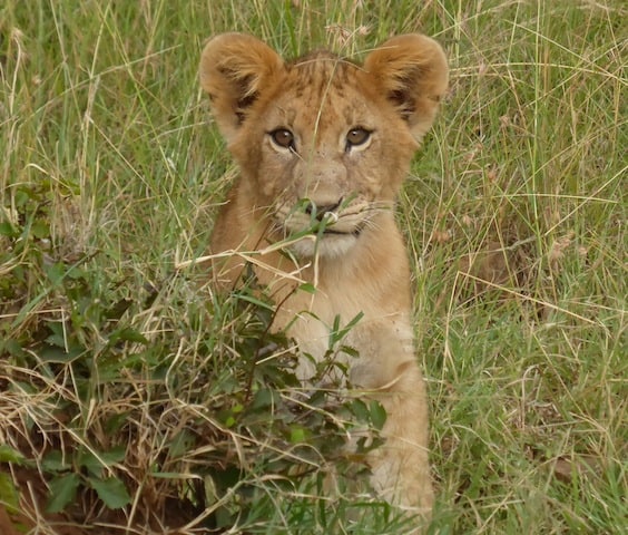 Lion cub in the Maasai Mara National Preserve in Kenya