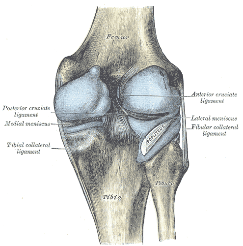 There are multiple causes for knee pain.