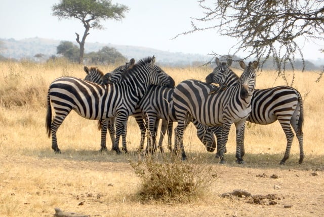 Zebras in the Serengeti