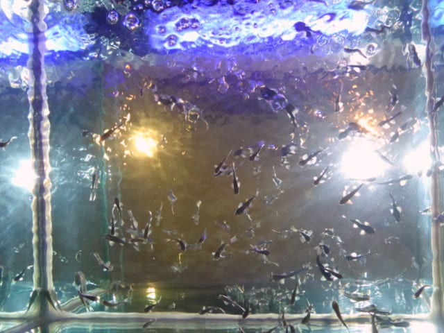 The pedicure tank