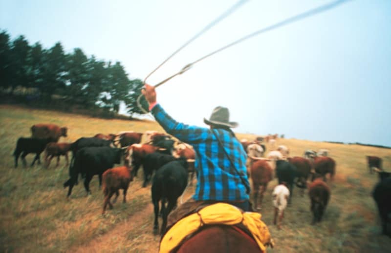 City slicker on a working cattle ranch