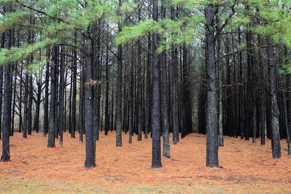 Pine Plantation (Wikimedia Common: USDA Natural Resources Conservation Service)