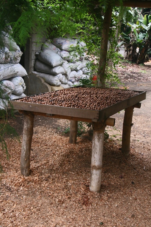 Macadamia nuts in Guatemala