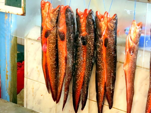 Fish hanging at the Coquimbo Fish Market