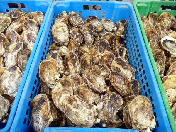 Oysters