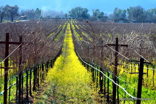 Smack in the middle of Wine Country