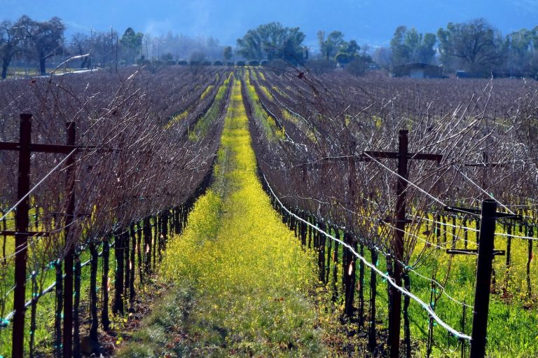 Yountville is smack in the middle of wine country