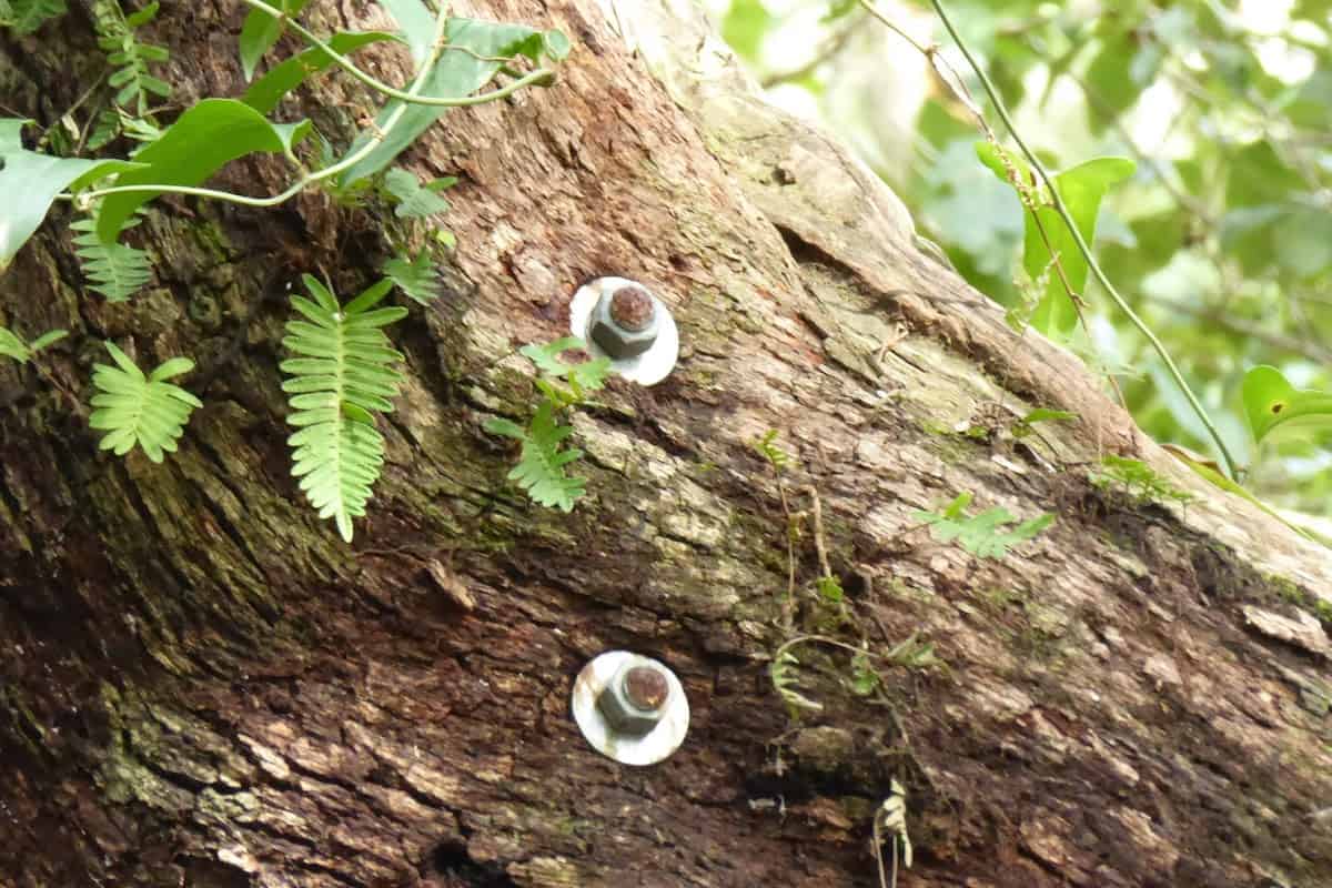 Supportive "hardware" on the tree