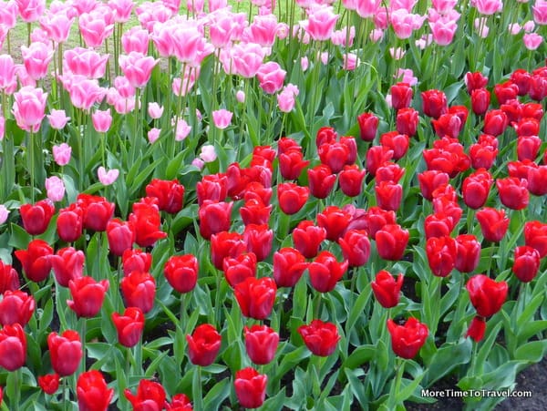 Tulip Time Flowers at Keukenhof Gardens