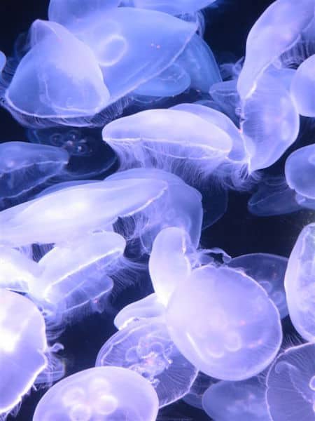Moon jellies (Credit: John and Sandra Nowlan)