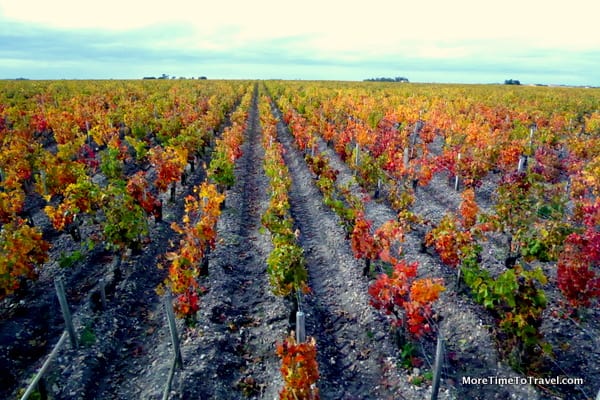 Vineyards in Bordeaux