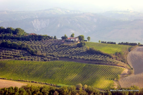 Vineyard and olive trees in Umbrian countryside