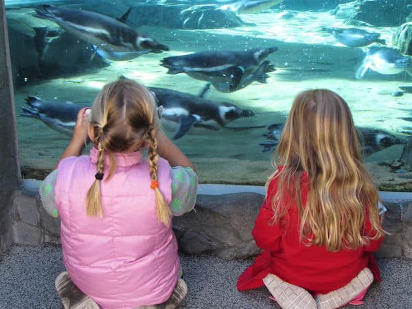 Watching penguins (Credit: John and Sandra Nowlan)