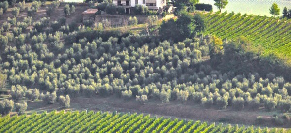 Grape vines and olive trees dot the Umbrian countryside