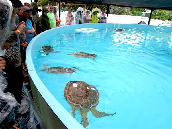 Sea Turtle Hospital