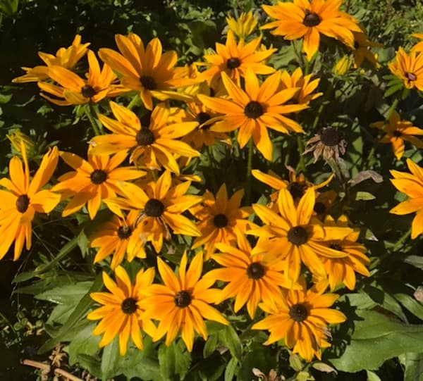 Black-eyed Susans at The Lodge at Woodloch