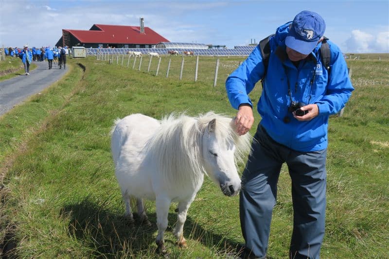 Friendly Shetland Pony