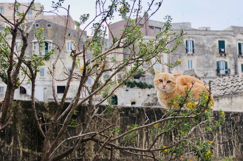 Tabby cat on an ancient wall in Matera