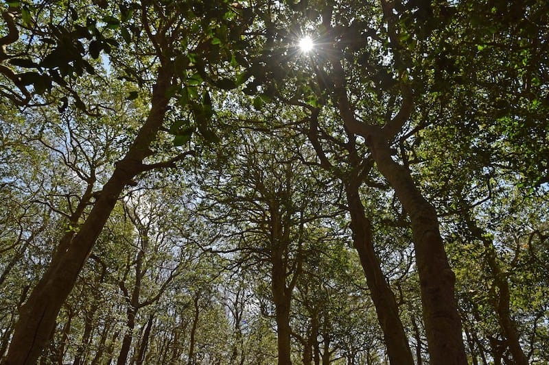 Under the canopy of the Sunken Forest