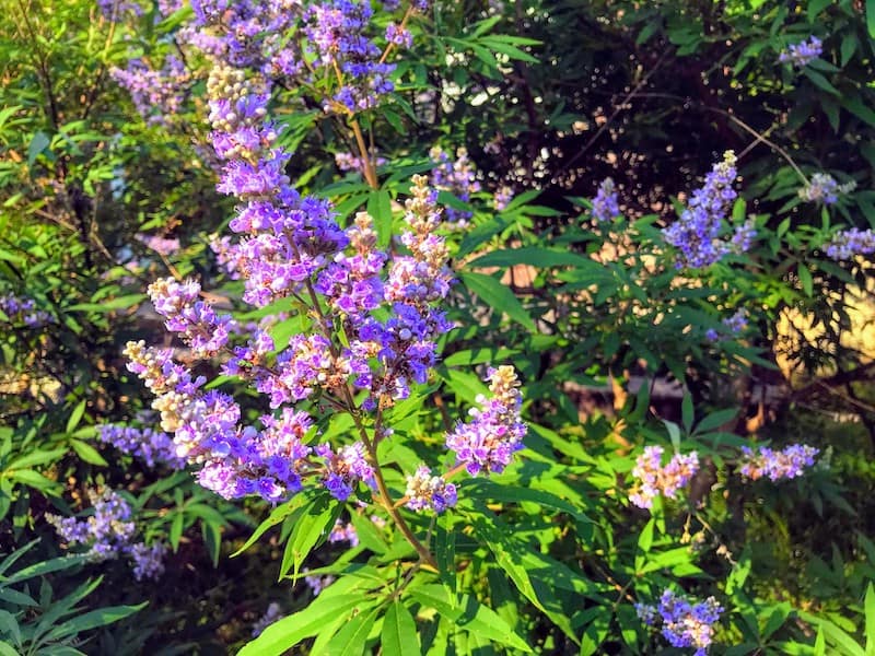 Ubiquitous purple vitex
