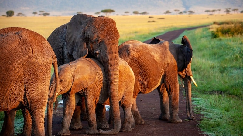 Wildlife
