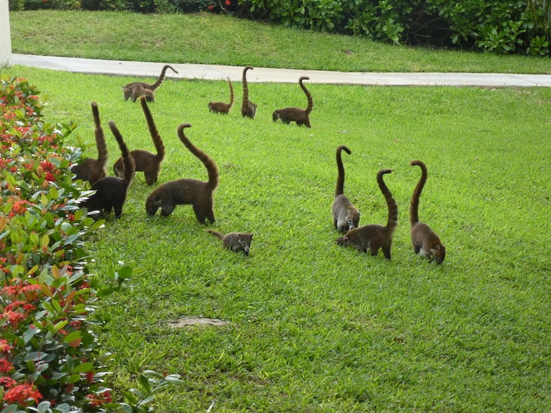 Coatis at Zoetry Paraiso de la Bonita