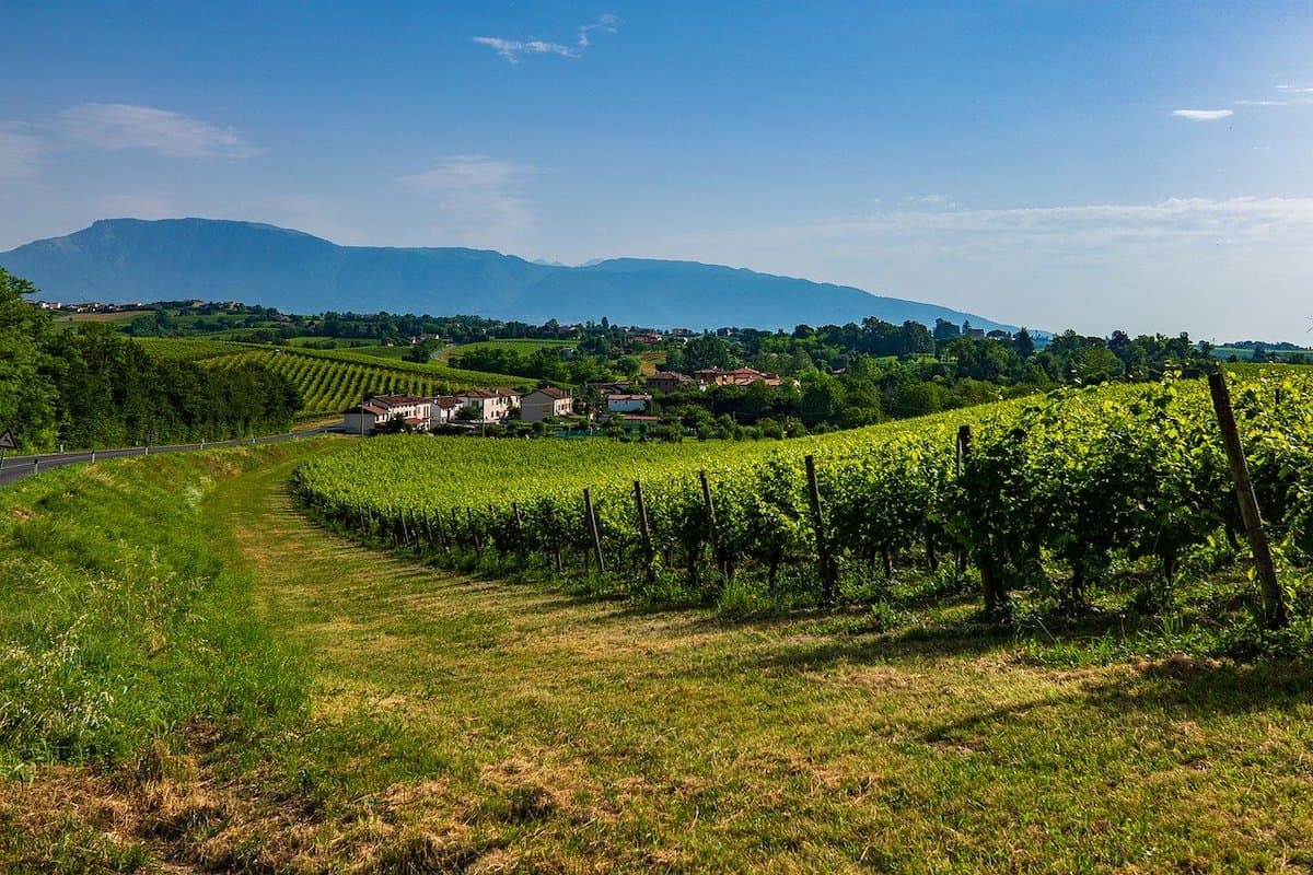 Prosecco: A vineyard with Glera grapes