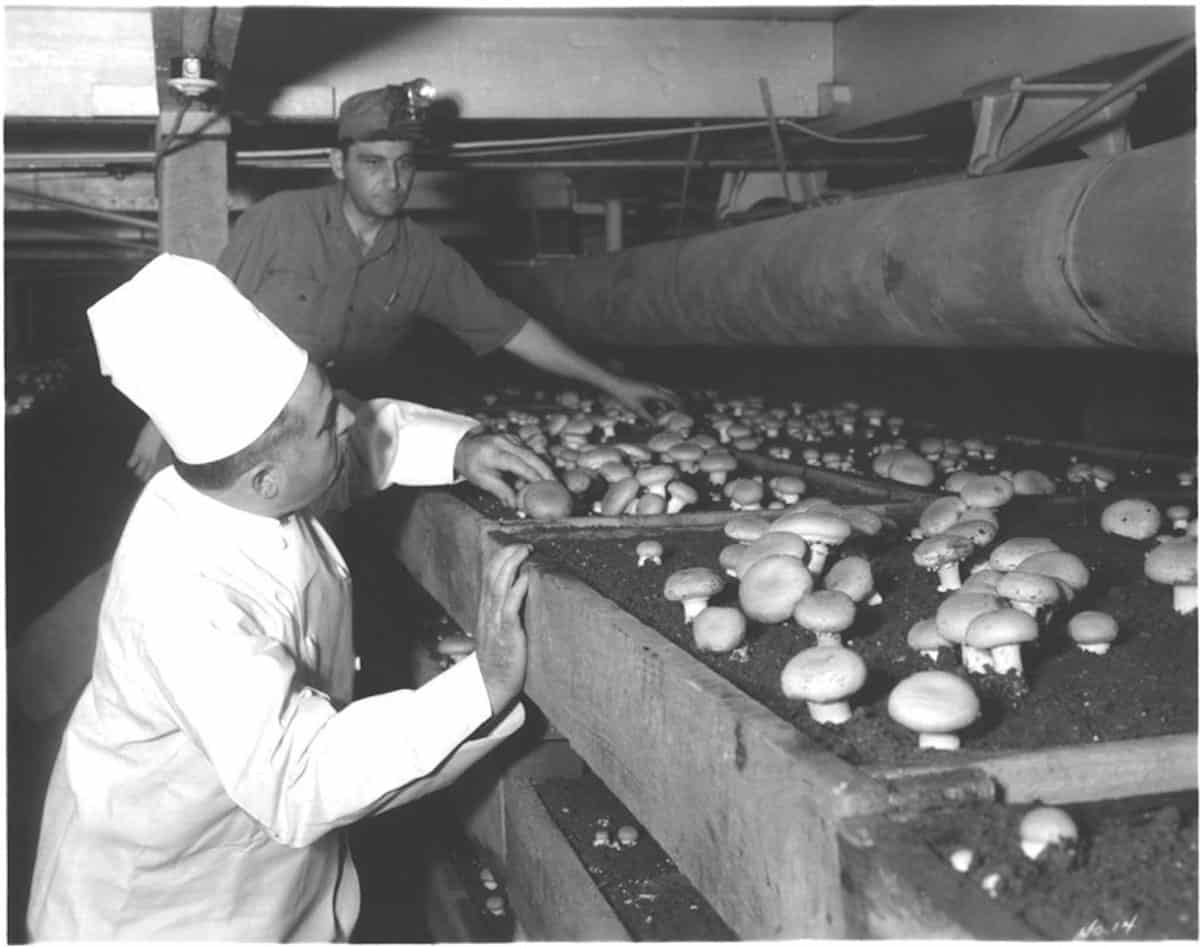 An old photo of the chef and his mushrooms (Credit: ConAgra)