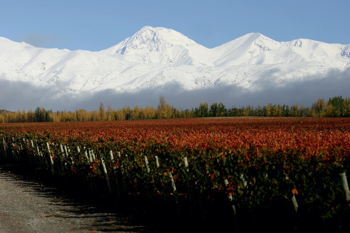 Vineyard with Andes Mountains in the background