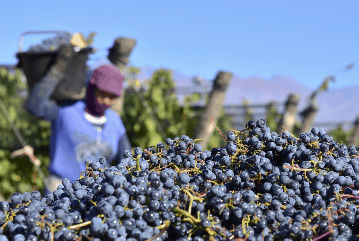 The grapes are typically harvested between September and October.