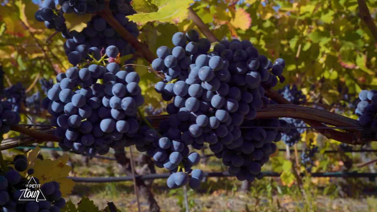 Petit Rouge grapes