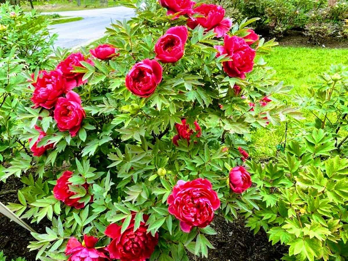 The red peonies at the entrance