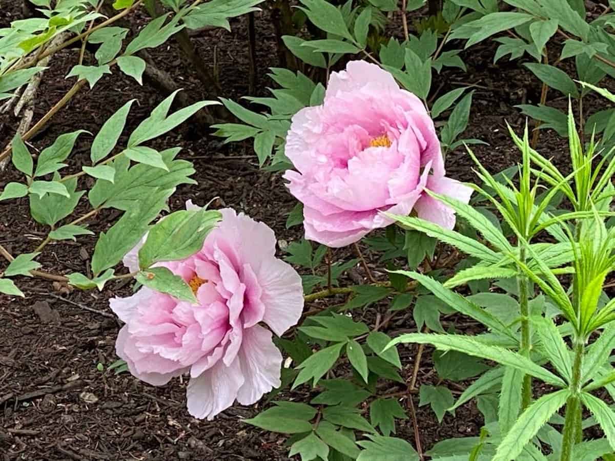 A couple of pink peonies waiting for others