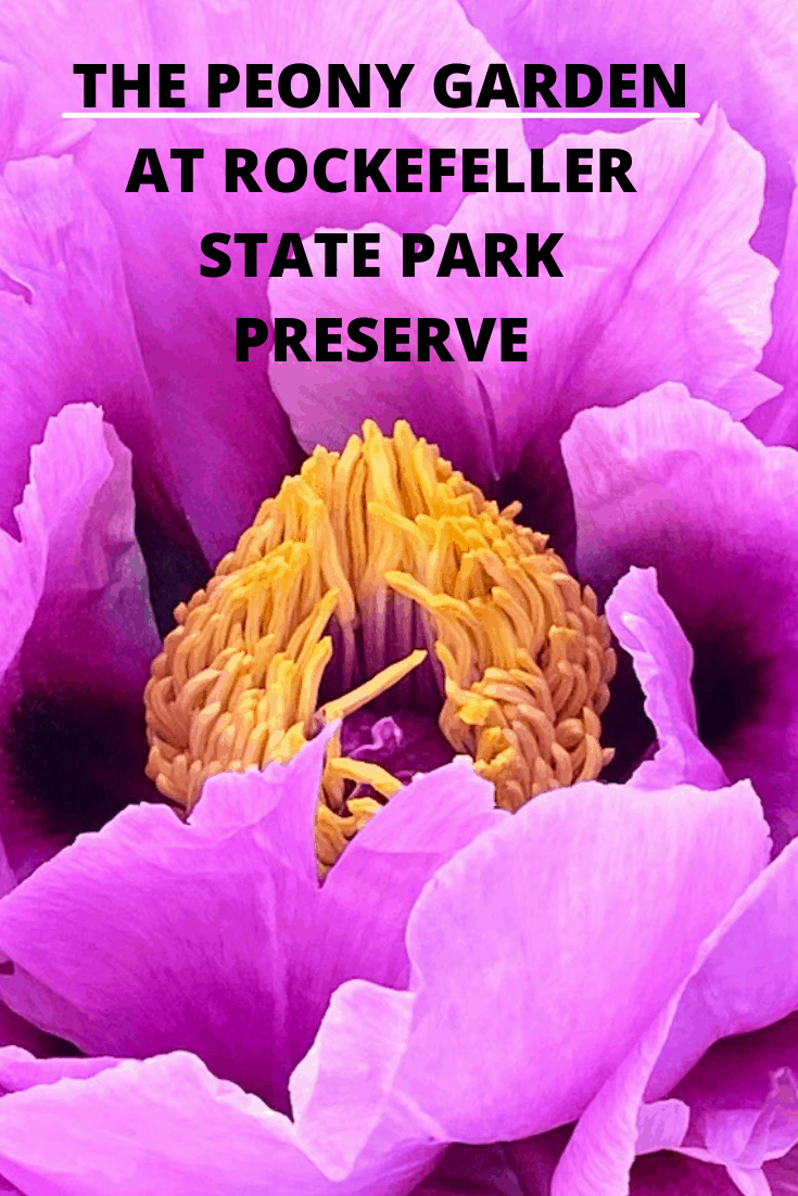 Peony Pin