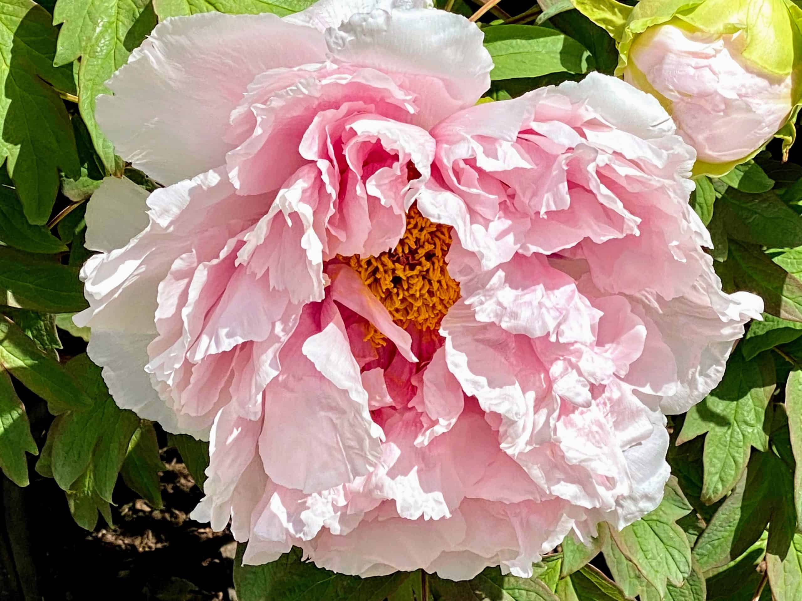 Pink peony at the peony garden at Rockefeller State Park Preserve