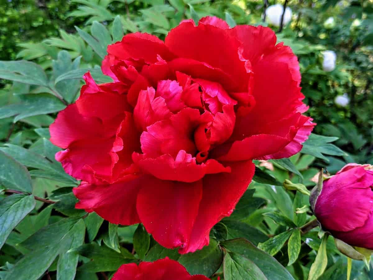 A brilliant red peony at the Peony Garden at Rockefeller Park State Preserve