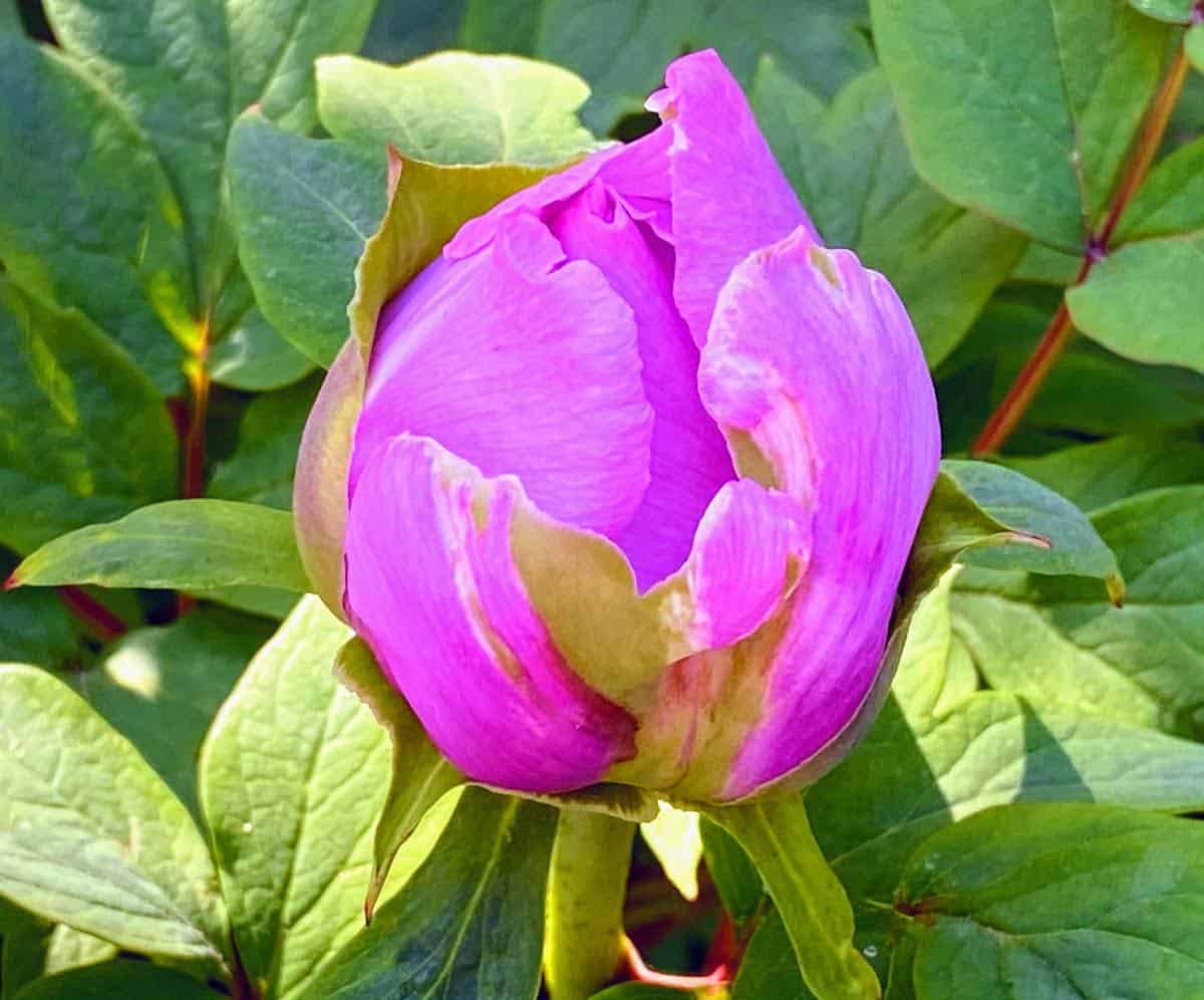 A bud about to burst