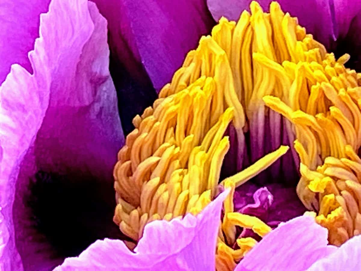 Getting close to a lavender peony