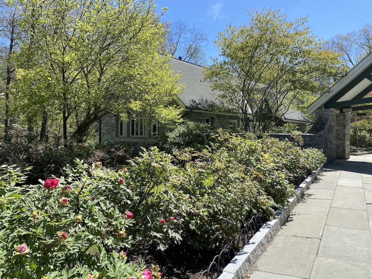 Buds about to blossom in the peony garden