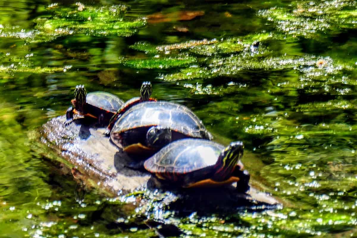 Family of turtles on Swan Lake