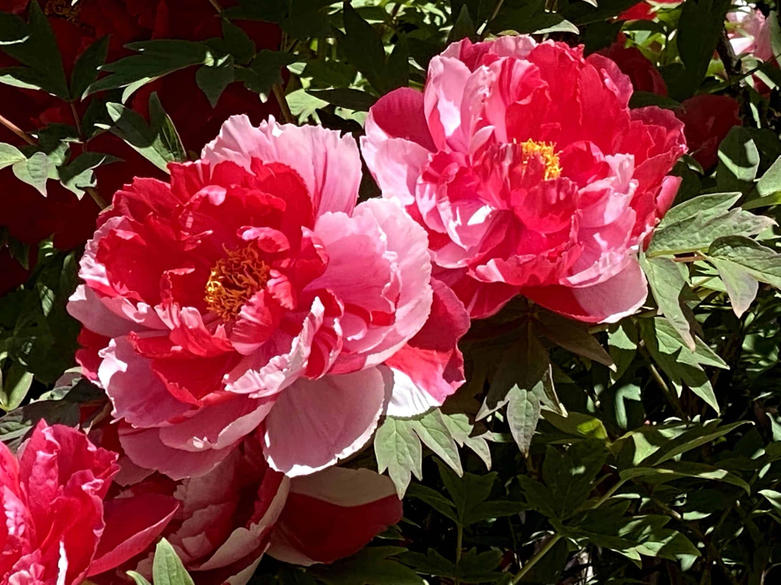 Variegated red peonies on the Peony Garden