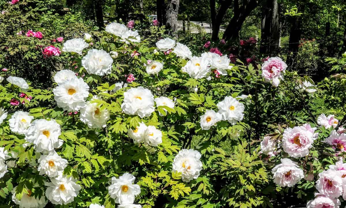 One section of the lush Peony Garden