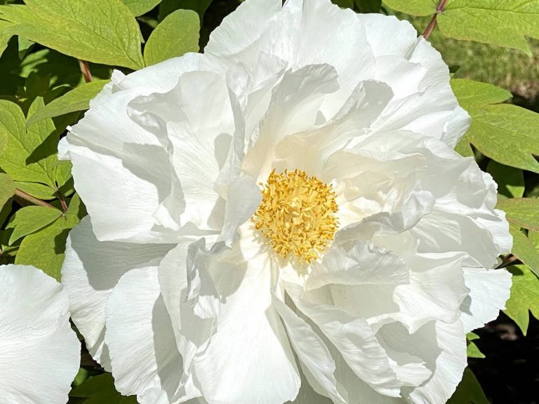 Peony Garden at Rockefeller State Park Preserve: Not-To-Be-Missed
